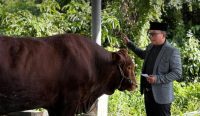 Bupati Sujiwo memantau pemotongan sapi kurban di Kubu Raya.