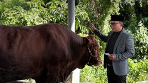 Bupati Sujiwo memantau pemotongan sapi kurban di Kubu Raya.