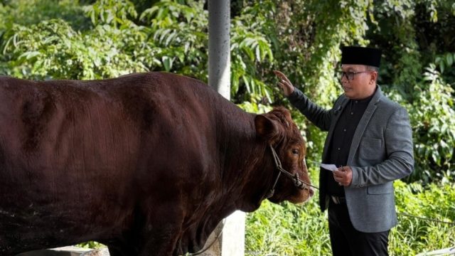 Bupati Sujiwo memantau pemotongan sapi kurban di Kubu Raya.
