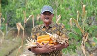 Abdul Hamid merawat tanaman jagung di kawasan Jalan Flora Pontianak Utara.