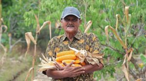 Abdul Hamid merawat tanaman jagung di kawasan Jalan Flora Pontianak Utara.